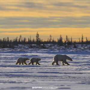 Polar Bear mom with two cubs walking across a frozen lake in the late afternoon sun near Churchill, Manitoba.