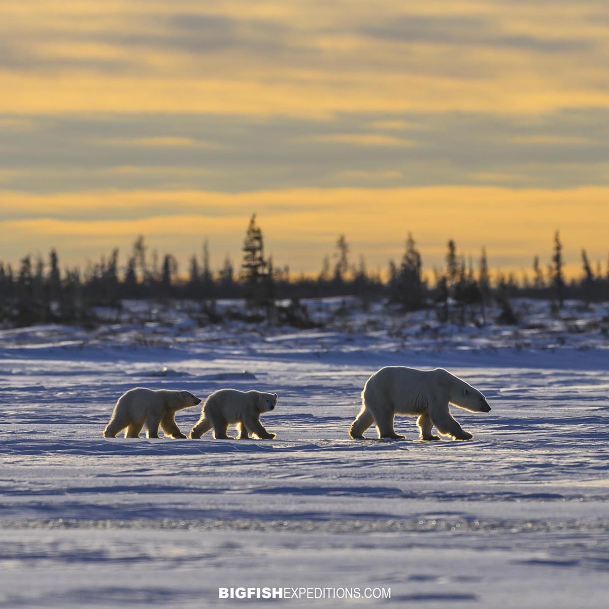Polar Bear mom with two cubs walking across a frozen lake in the late afternoon sun near Churchill, Manitoba.