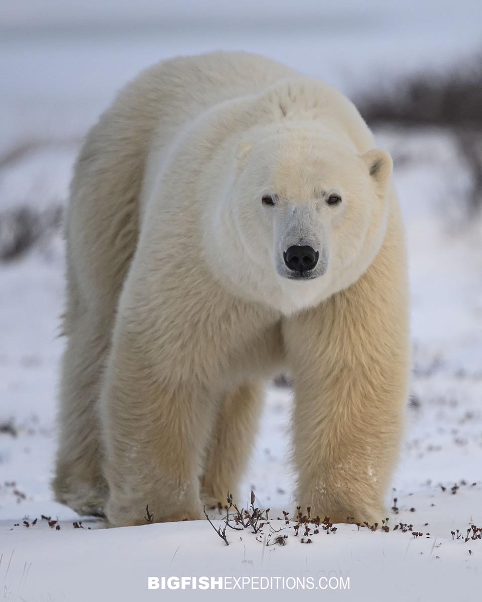 Huge polar bear on the Canadian tundra.