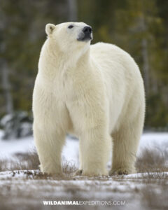 Giant polar bear on the Canadian tundra.