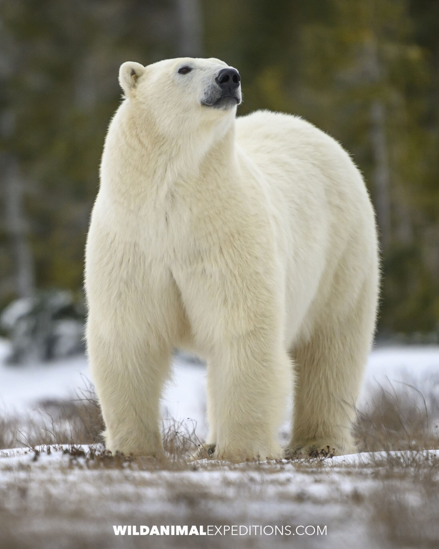 Giant polar bear on the Canadian tundra.