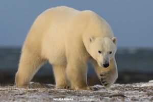 Behemoth polar bear on the Canadian tundra.