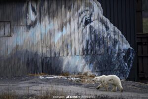 Polar bear walking past a polar bear mural at White Whale Lodge near Churchill.