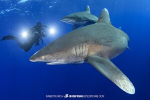 Oceanic whitetip shark diving tour to Cat Island in the Bahamas.