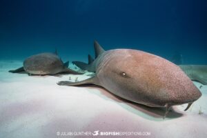 Nurse sharks at Bimini Island in the Bahamas.