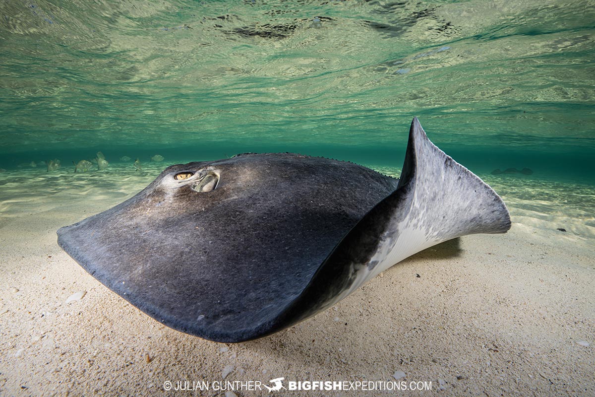 Southern Stingray encounter at South Bimini Island in the Bahamas.