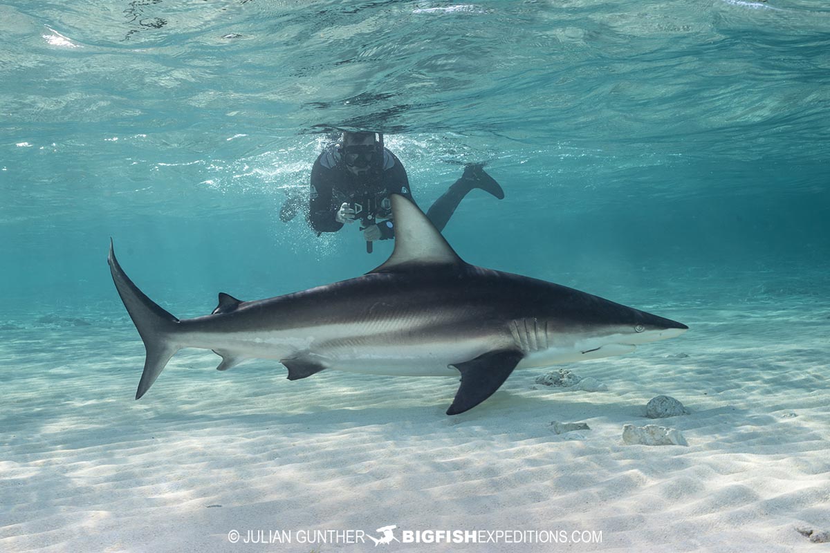 Oceanic Blacktip Shark diving at South Bimini Island in the Bahamas.