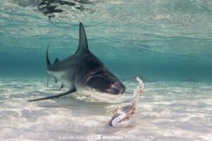 Blacknose Shark encounter at South Bimini Island in the Bahamas.