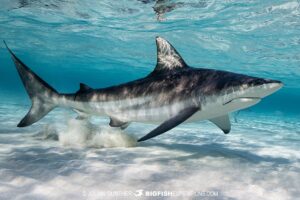 Oceanic Blacktip Shark diving at South Bimini Island in the Bahamas.
