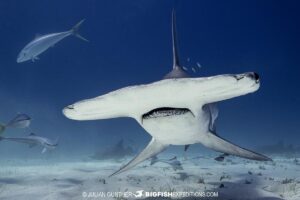 Great Hammerhead Shark diving at South Bimini Island in the Bahamas.