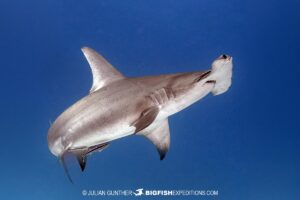 Great Hammerhead Shark diving at South Bimini Island in the Bahamas.