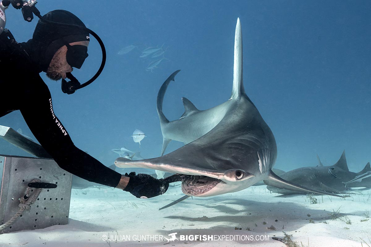 Great Hammerhead Shark diving at South Bimini Island in the Bahamas.