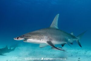 Great Hammerhead Shark diving at South Bimini Island in the Bahamas.