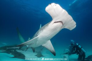 Great Hammerhead Shark diving at South Bimini Island in the Bahamas.