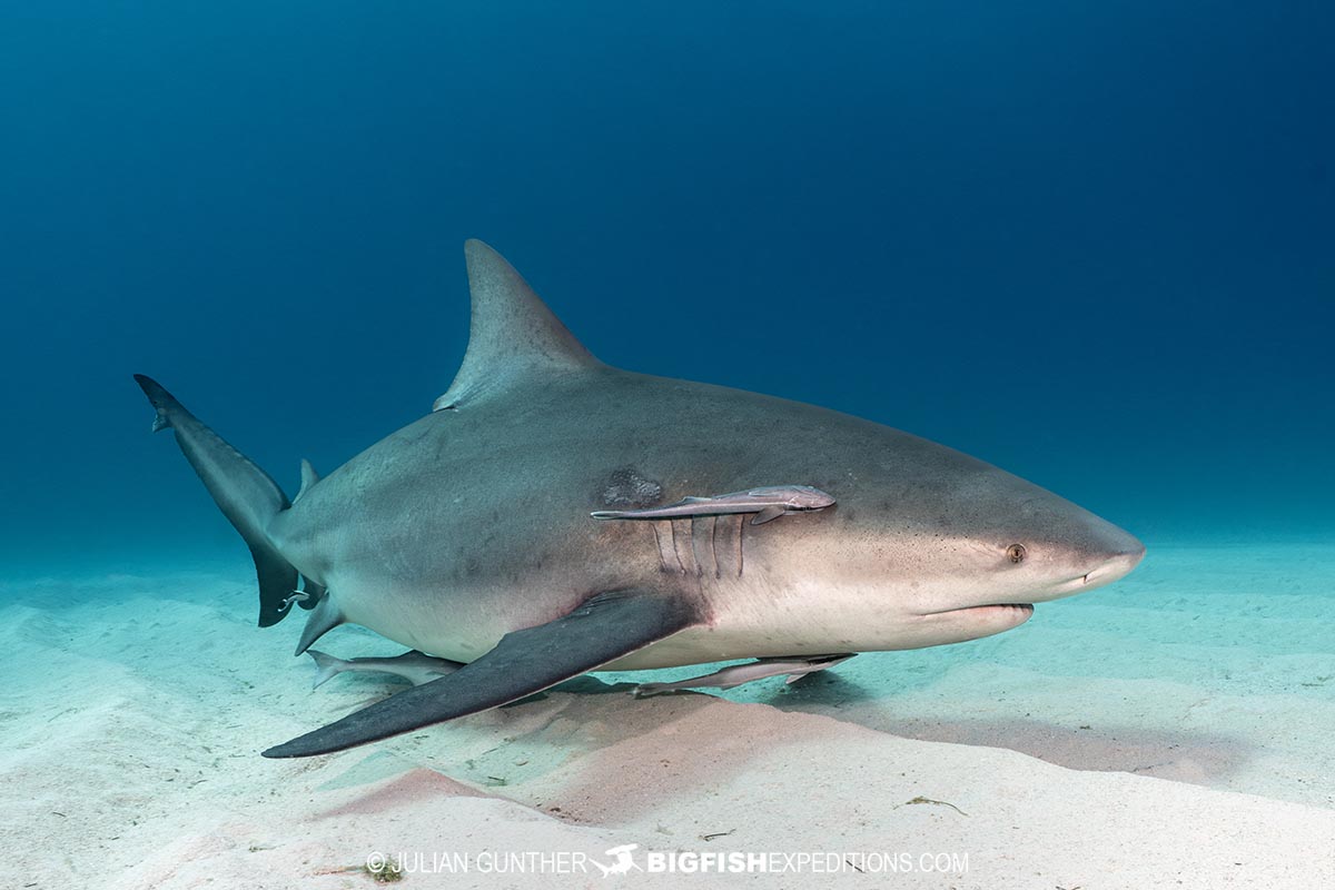 Bull Shark diving at Tiger Beach in the Bahamas.