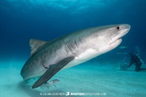 Tiger Shark diving at Tiger Beach in the Bahamas.