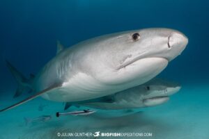 Tiger Sharks diving at Tiger Beach in the Bahamas.