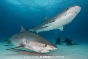 Tiger Sharks diving at Tiger Beach in the Bahamas.