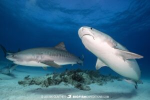 Tiger Shark diving on a coral reef at Tiger Beach.
