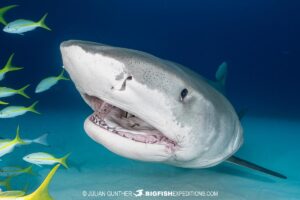 Tiger Shark diving on a coral reef at Tiger Beach.