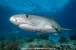 Tiger Shark diving on a coral reef at Tiger Beach.