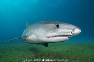Tiger Shark diving on sea grass at Tiger Beach.