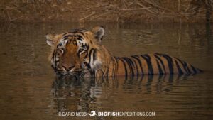 Bengal Tiger Photography Tour in Taboba and Kaziranga.