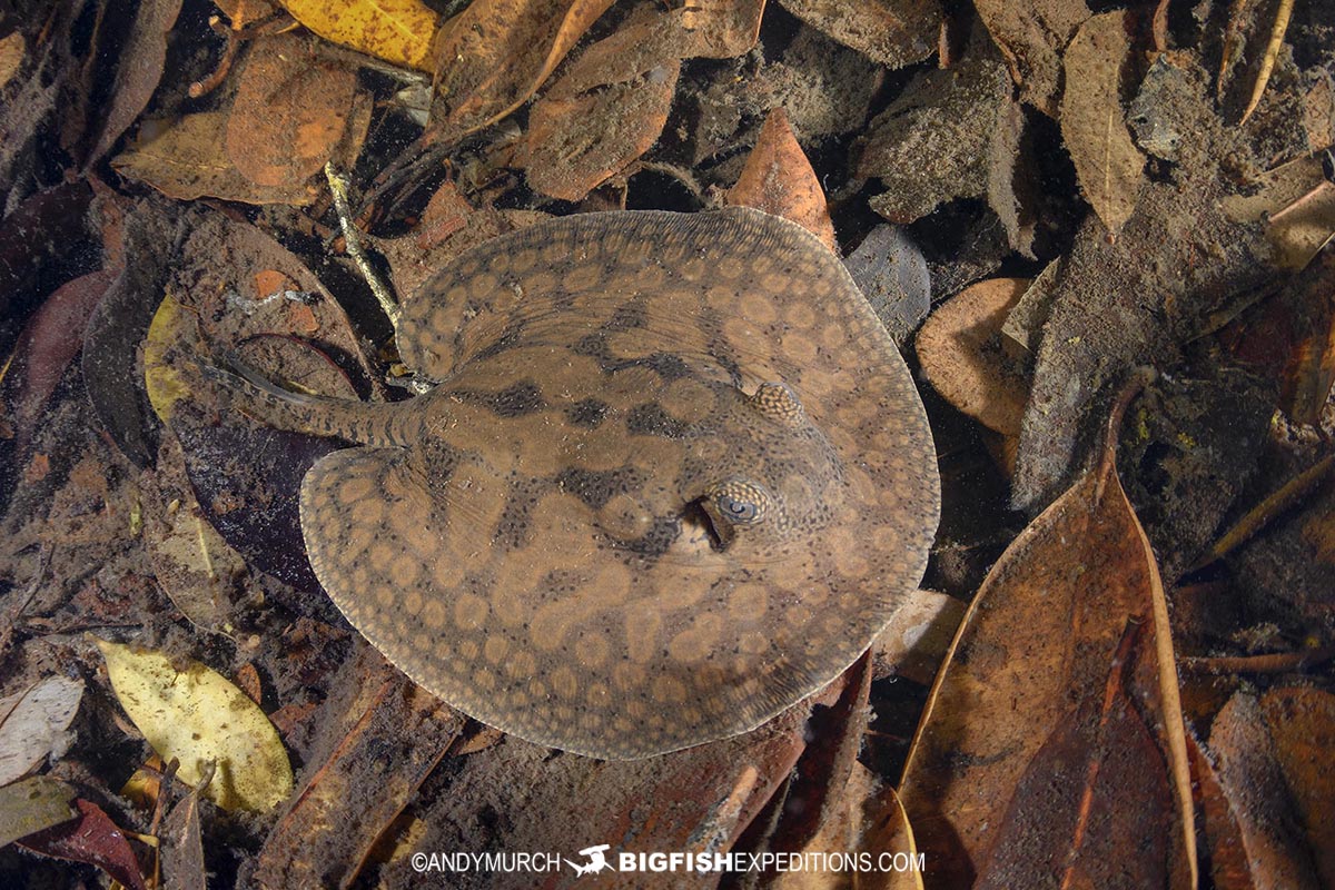 Snorkeling with Cururu Stingrays in the Rio Negro.