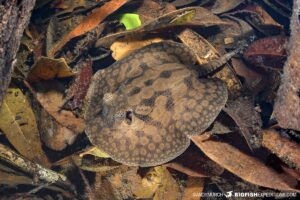 Cururu stingray snorkeling adventure in the Amazon.