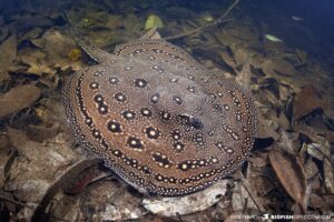 Amazon snorkeling adventure. Peacock freshwater stingray.
