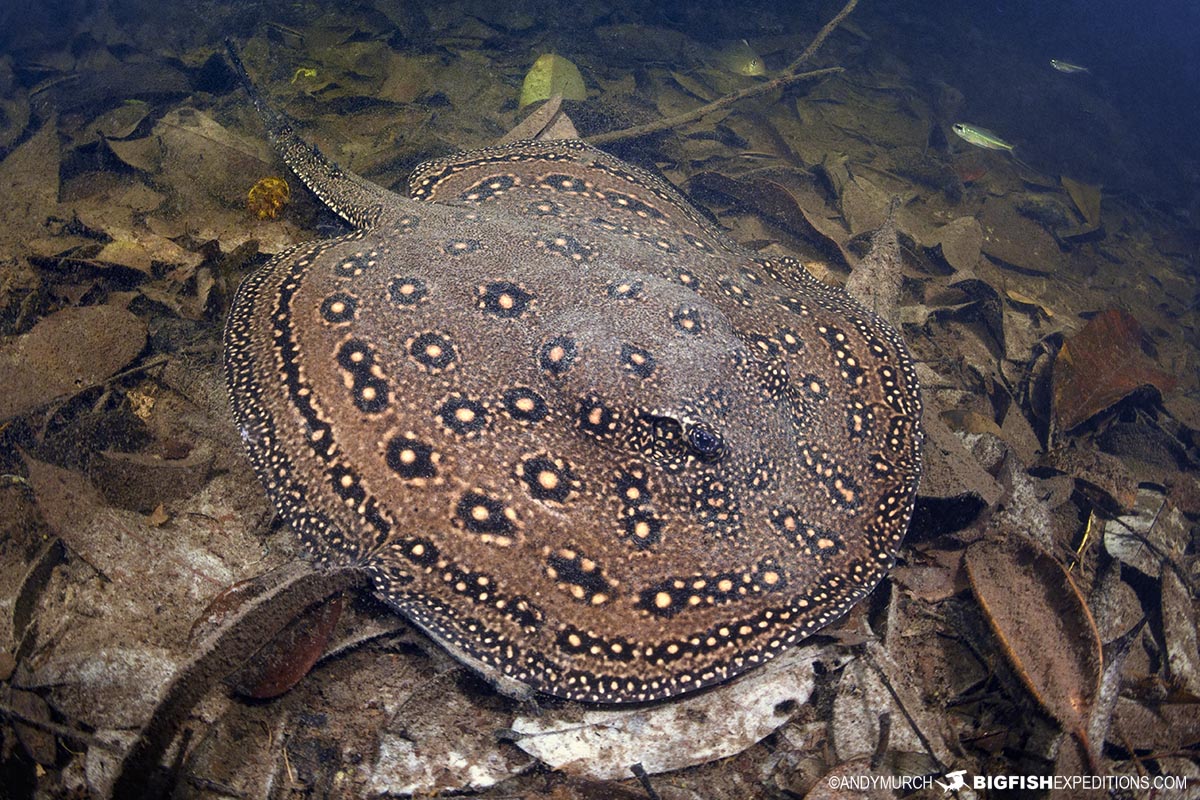 Amazon snorkeling adventure. Peacock freshwater stingray.