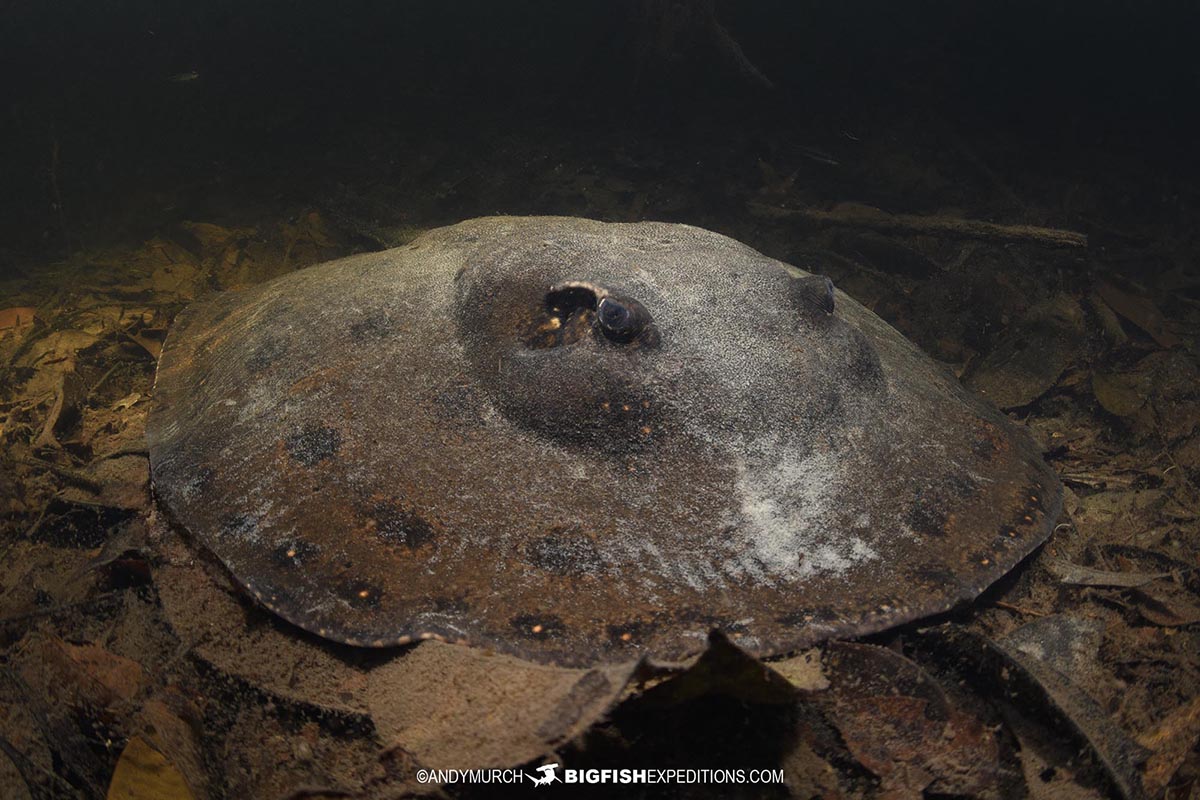 Amazonian river stingrays expedition.