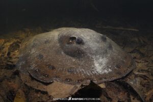 Peacock river stingray expedition in the Rio Negro.