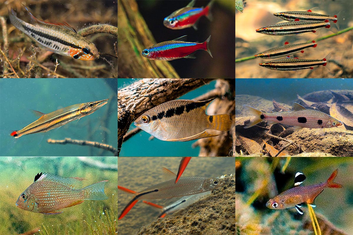 Snorkeling with Amazon fishes.