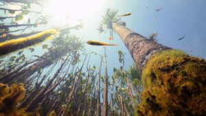 Amazon Snorkeling Adventure