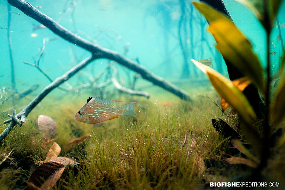 Amazon snorkelling tour