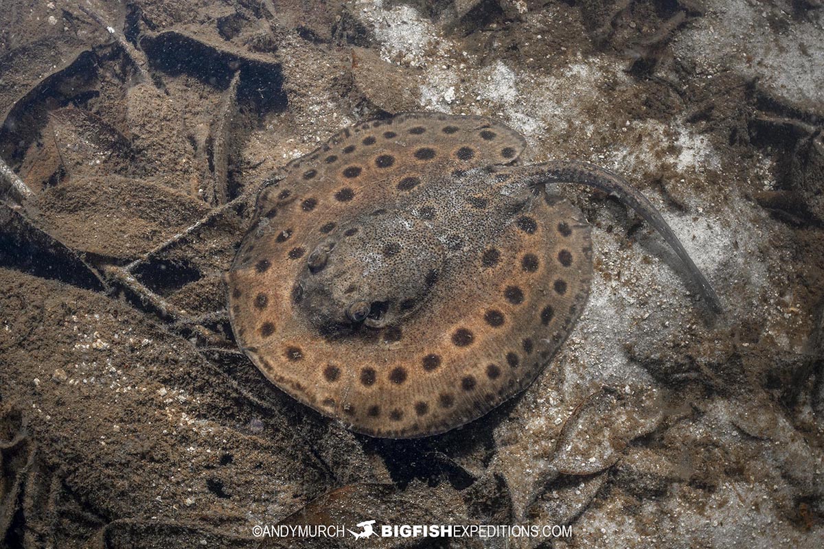 Freshwater stingray diving tour in the Amazon.