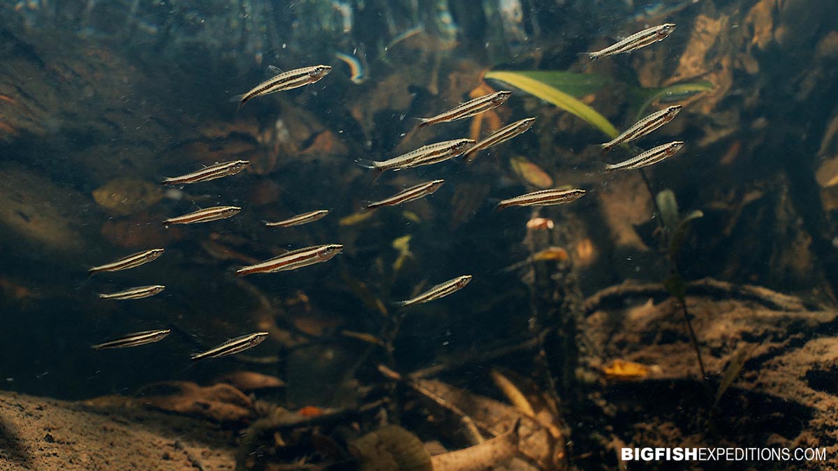 Fishes on our Rio Negro snorkeling tour.