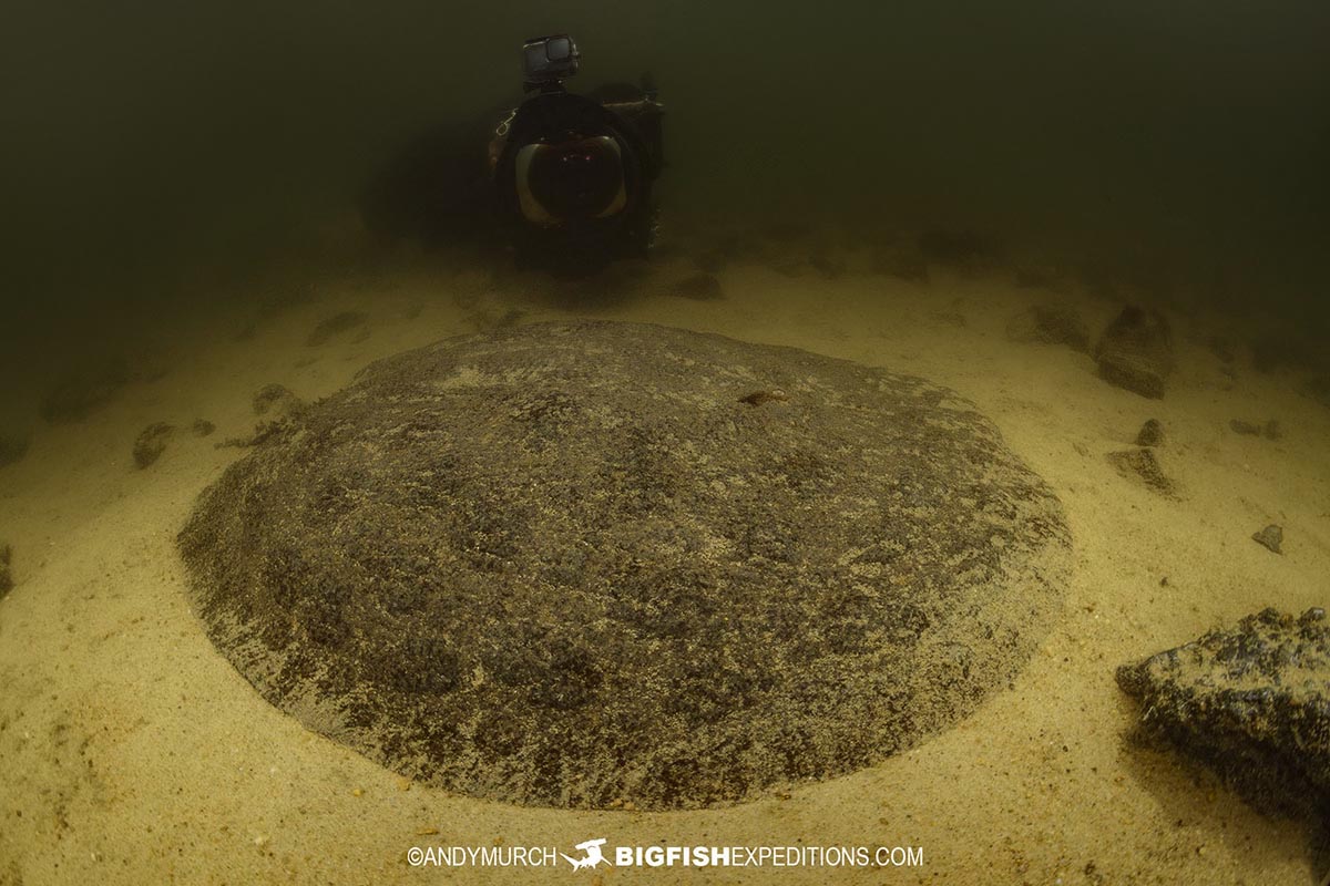 Snorkeling with stingrays in the Rio Negro.