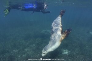 Snorkeling with Australian Sea Lions at Grindal Island on our Great White Shark diving trip.