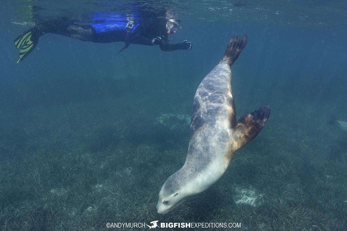 Snorkeling with Australian Sea Lions at Grindal Island on our Great White Shark diving trip.