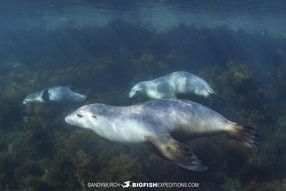 Snorkeling with Australian Sea Lions at Grindal Island on our Great White Shark diving trip.
