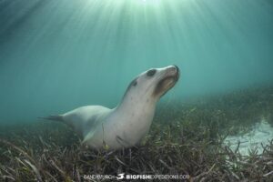 Snorkeling with Australian Sea Lions at Grindal Island on our Great White Shark diving trip.