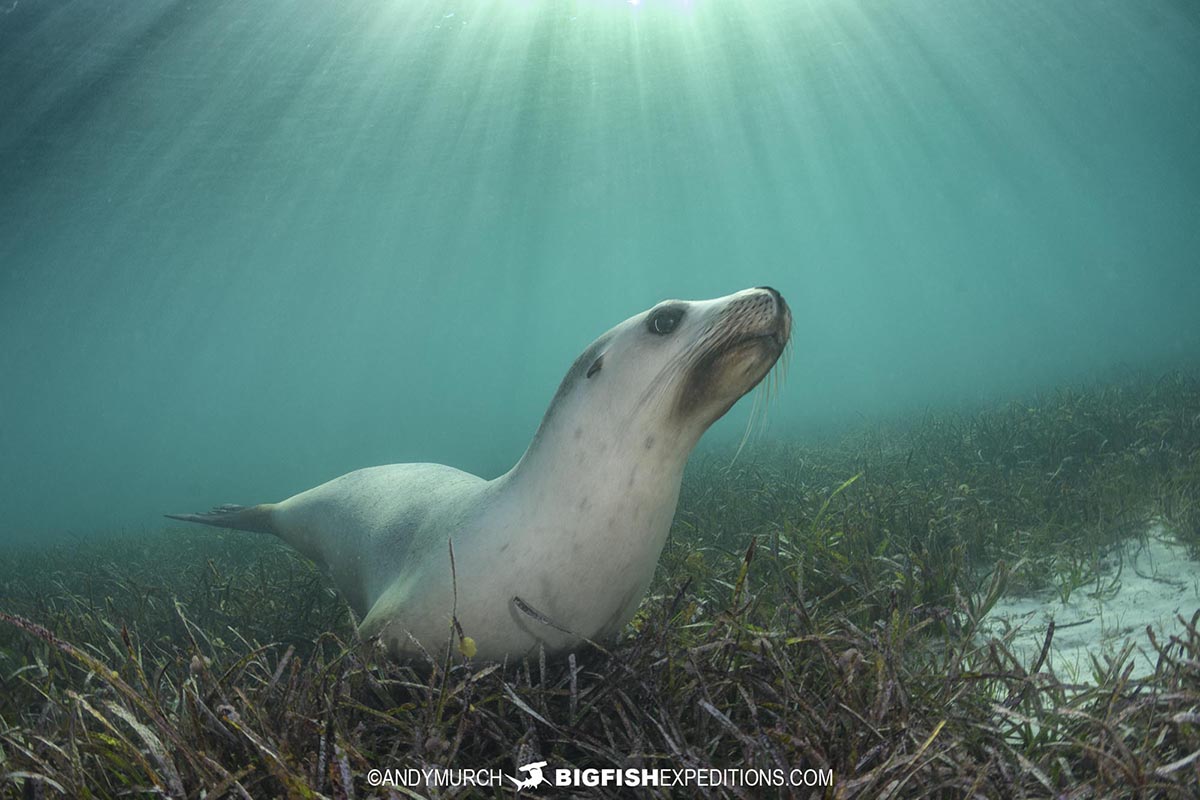 Snorkeling with Australian Sea Lions at Grindal Island on our Great White Shark diving trip.