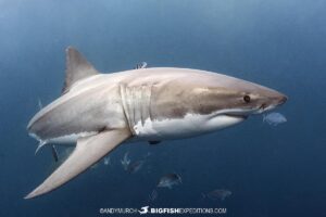 Cage Diving with Great White Sharks at the Neptune Islands in South Australia.