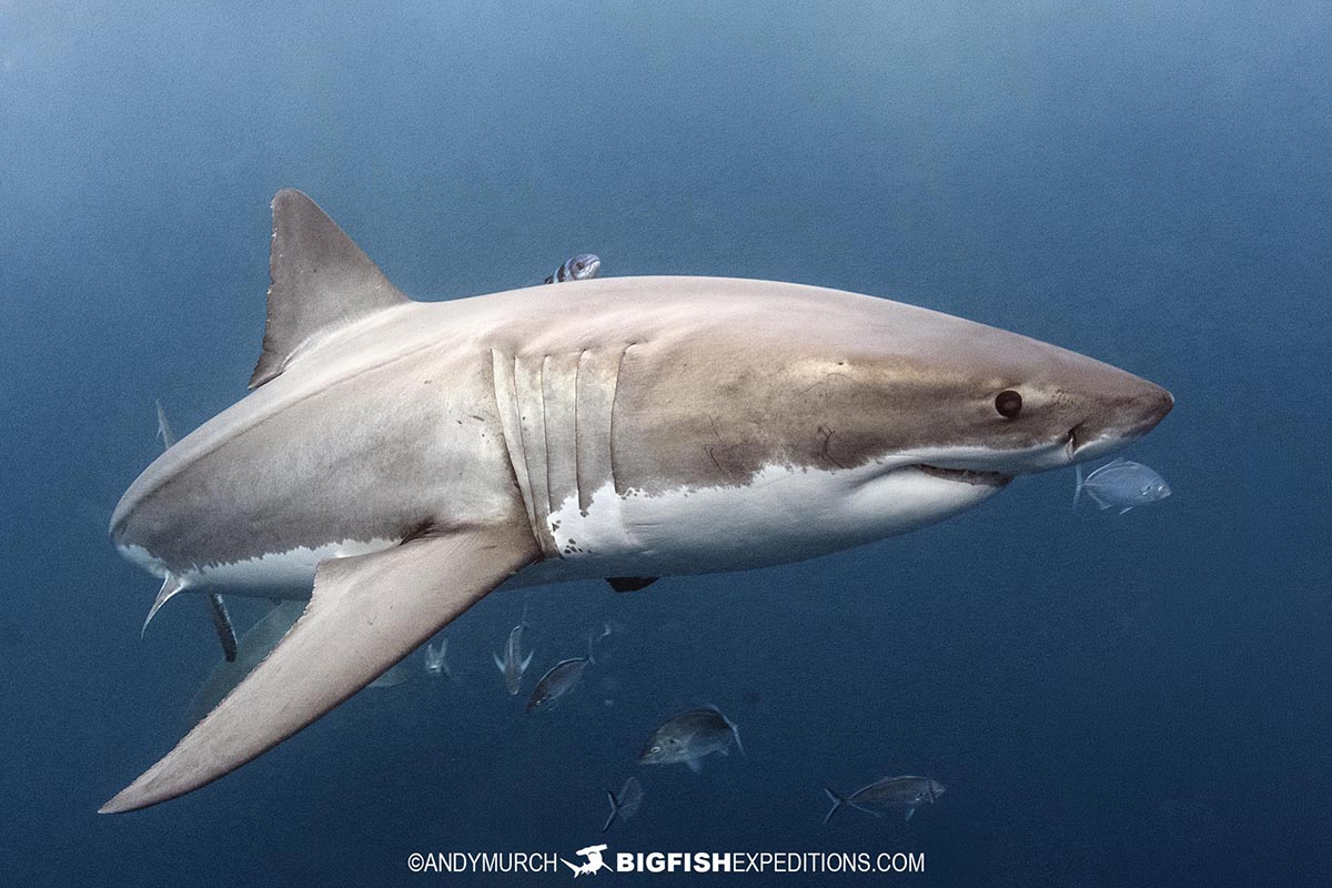 Cage Diving with Great White Sharks at the Neptune Islands in South Australia.