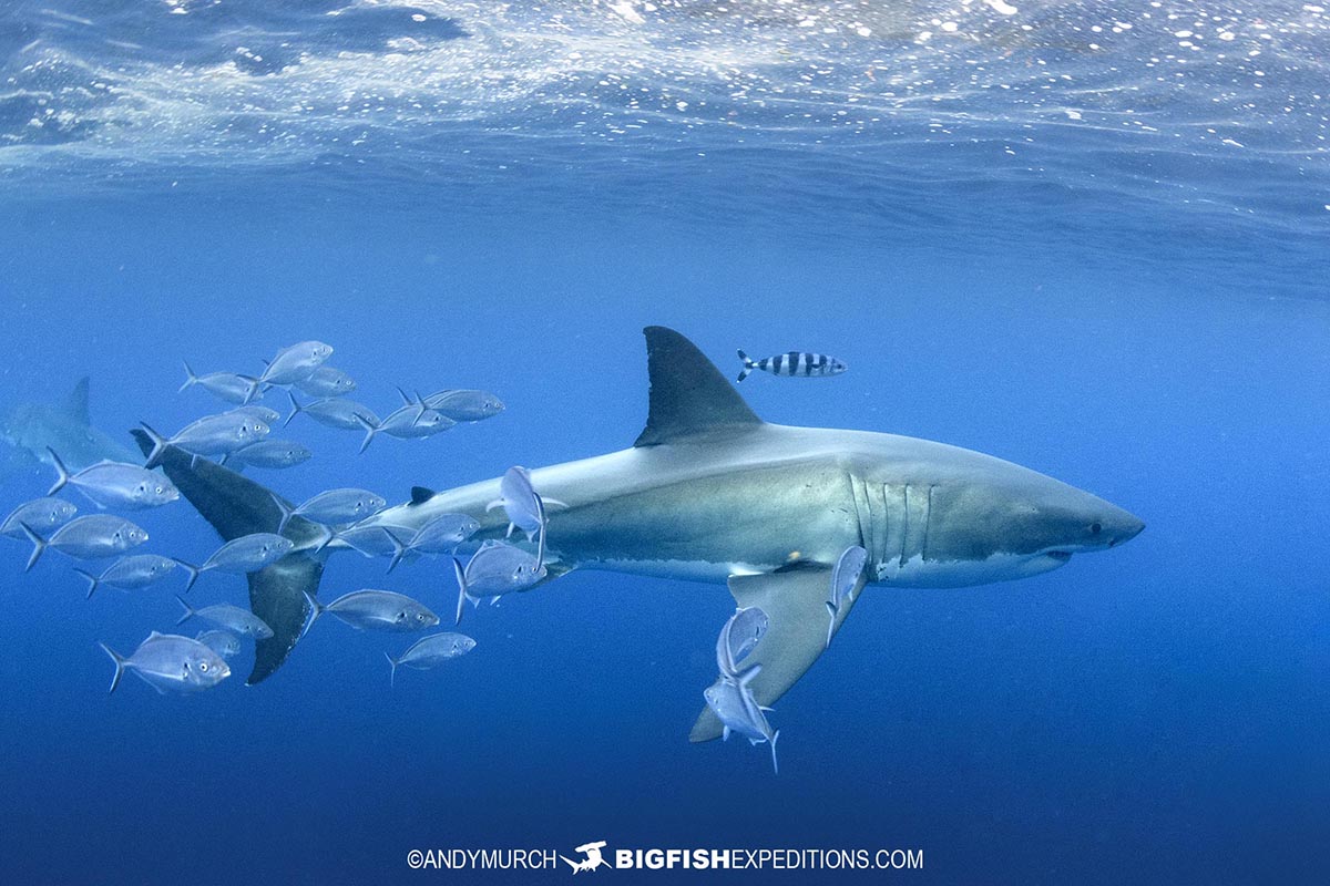 A beautiful great white in South Australia.