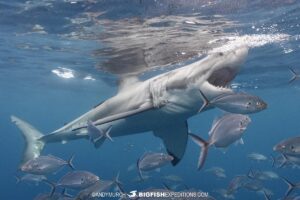 Great White Shark at the Neptune Islands.