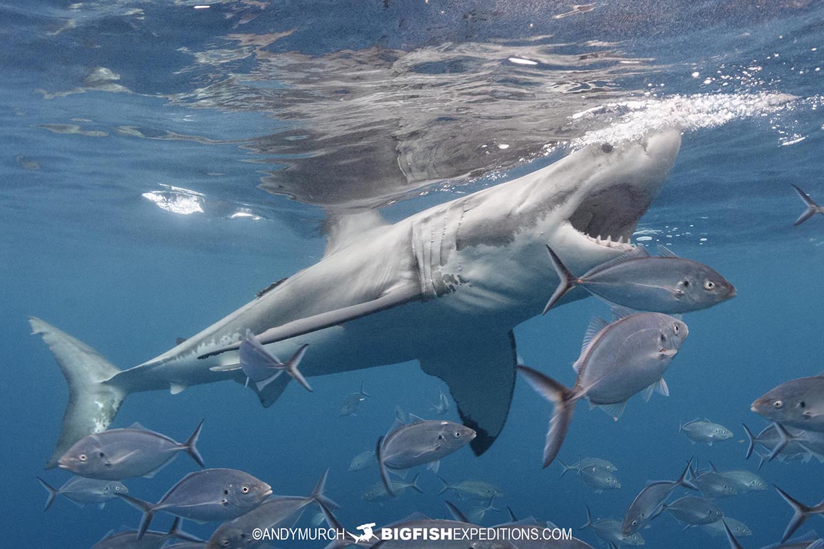Great White Shark at the Neptune Islands.