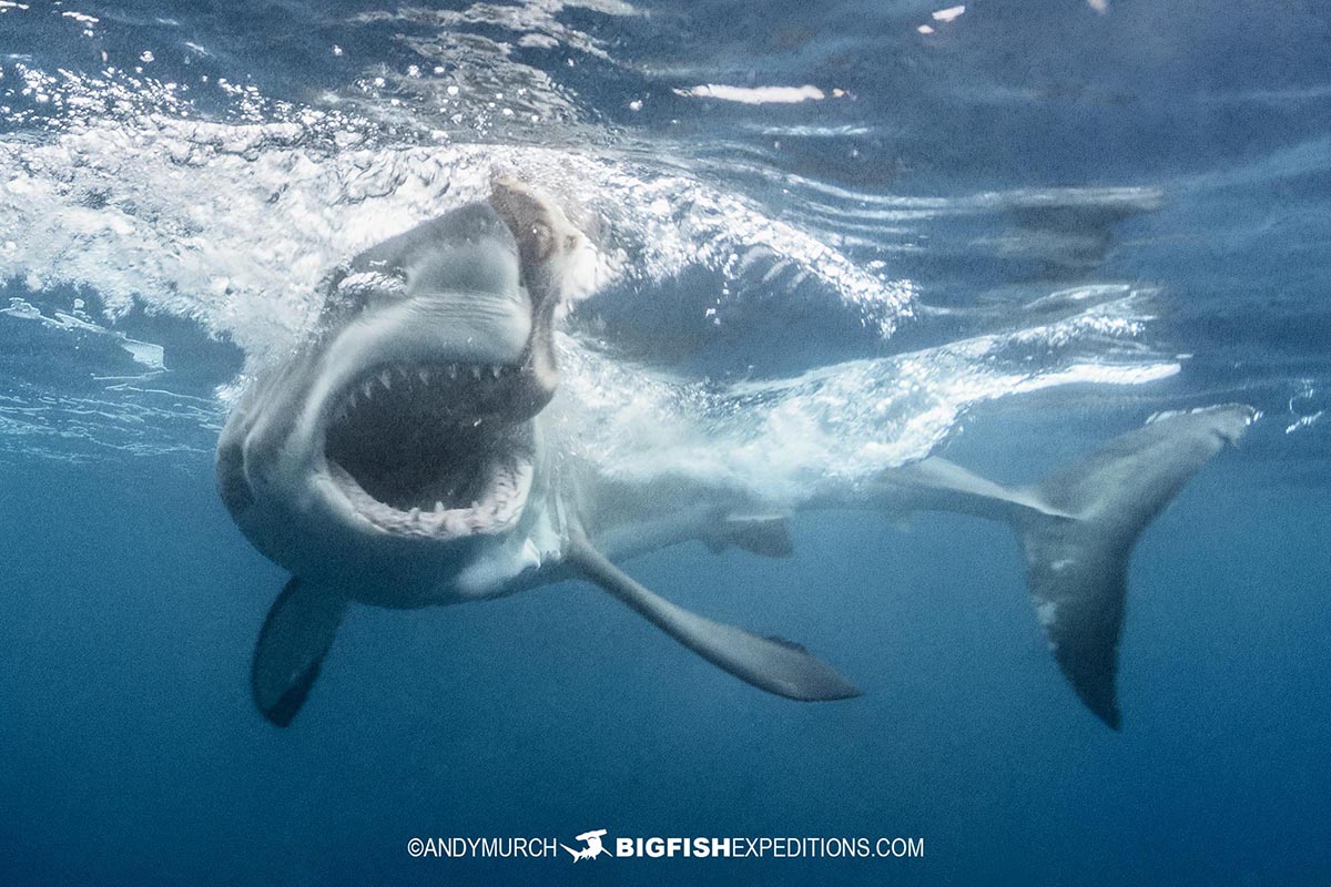Great white shark with gaping mouth